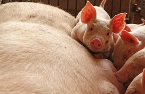 Ermənistandan Rusiyaya şok qadağa