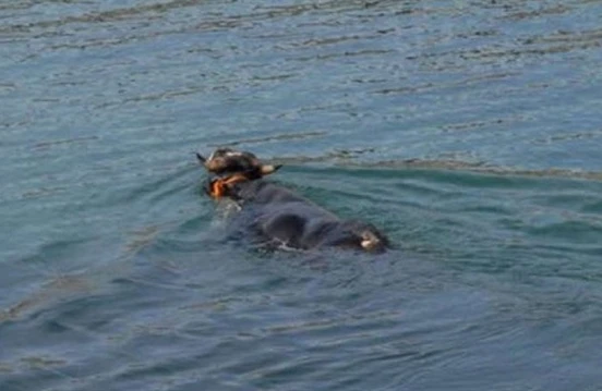 Öküz kəsilməkdən canını qurtardı və dənizdə 23 kilometr üzdü – FOTO