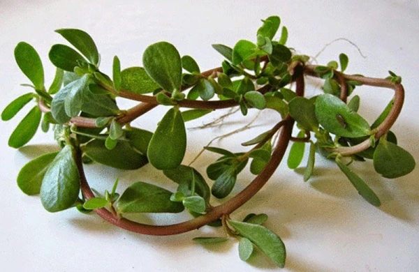 Ürəyi qoruyur, xərçəngin qarşısını alır...- ŞƏFALI BİTKİNİN 10 FAYDASI