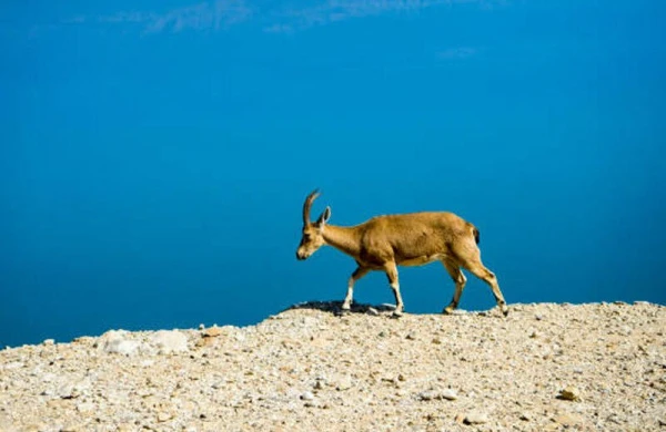 Niyə keçilər sidiklərini başlarına sürtürlər? - MARAQLI FAKTLAR