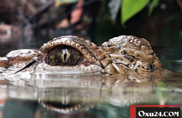 Timsah ana və 5 aylıq körpəsini parçaladı