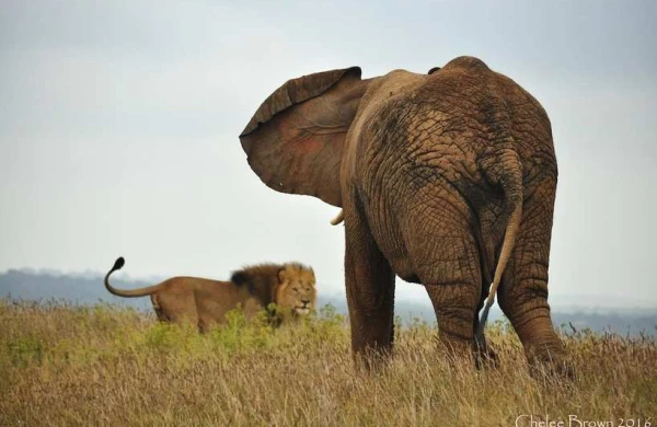 Heyvanlar aləminin maraqlı görüntüsü - Fil balası 15 şirlə mübarizədə