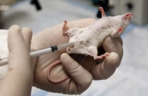 Yeməyindən ölü siçan balası çıxdı, sosial şəbəkədə paylaşdı - Restoran 190 milyon dollar ziyanda 13 Sentyabr 2018