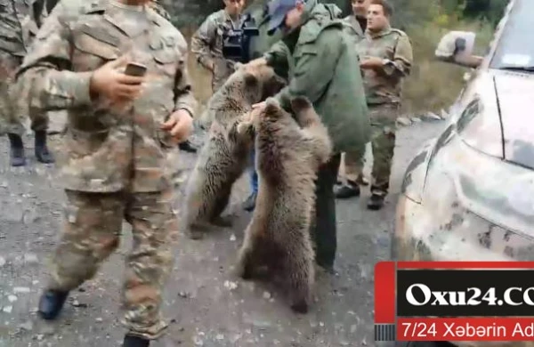 Ayılar Qarabağda Paşinyanın qarşısını kəsdi - VİDEO