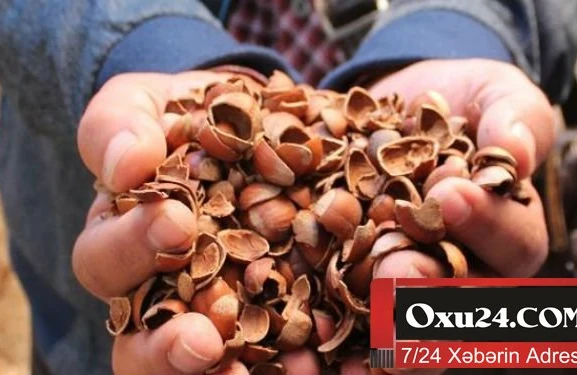 Fındıq qabığını zibilliyə atmayın: Əsl faydası qabığında