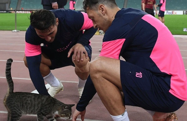 “Arsenal”ın futbolçuları ilə şəkli olan pişik satılır - Foto