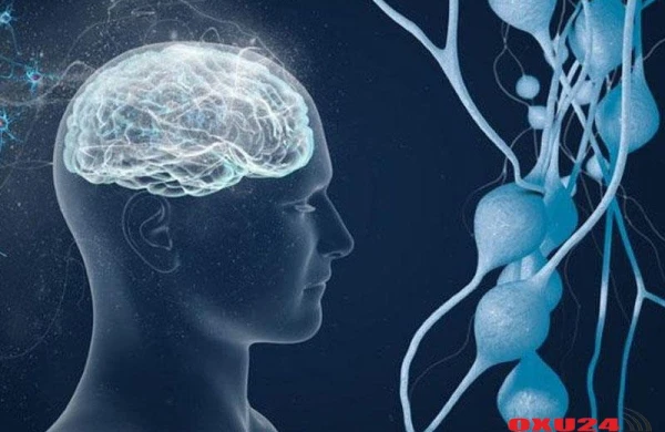 Bağırsaqlar ikinci beyindir