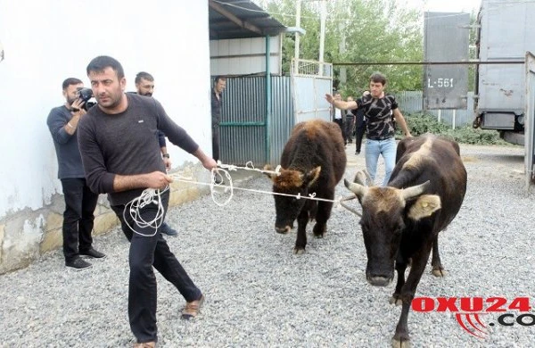 İşsiz şəxslərə mal və materialların verilməsinə başlanılıb