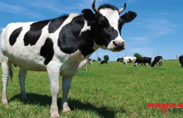 Qusarda ayı inəkləri parçaladı – Fotolar