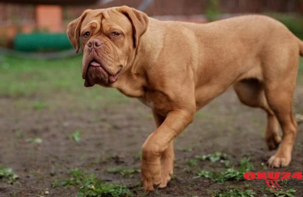 QORXUNC HADİSƏ: İt sahibəsini...