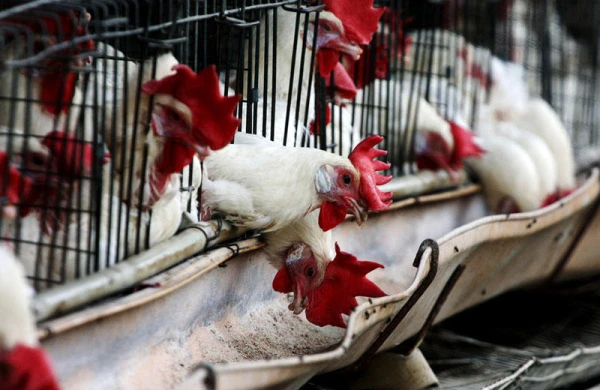 SOS! ölümcül xəstəlik Azərbaycanın bir addımlığında!