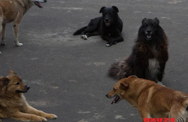 Bakıda itlərin əhatəsində tapılan iki yaşlı uşaq kimdir?