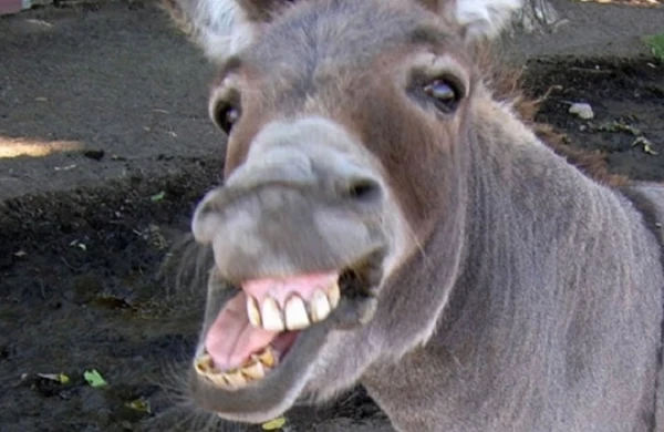 Azərbaycanda 5 min eşşək yoxa çıxdı