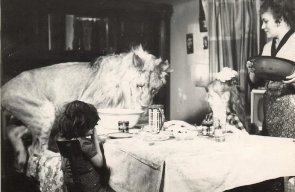 Bakıdakı evində şir saxlayan ailənin FACİƏSİ - Ananı  yaralayıb, oğlunu parçalayıb +VİDEO