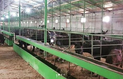 Bakıda eşşək ferması yaradılıb, südü satılır