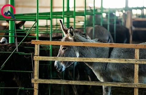 Qida Təhlükəsizliyi Agentliyi eşşək fermasını qanunsuz saydı – Əhaliyə çağırış edildi