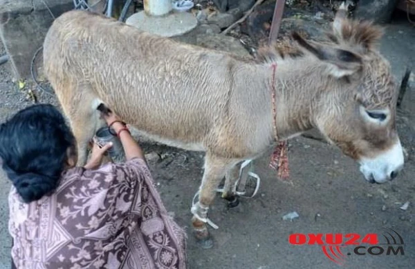 Eşşək südü faydalıdı və haram deyil” - İlahiyyatçılardan həkimə ETİRAZ