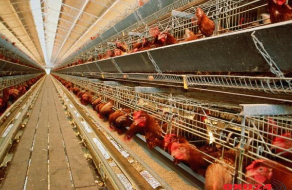 Azərbaycanda diri toyuqların satışı məhdudlaşdırılacaq