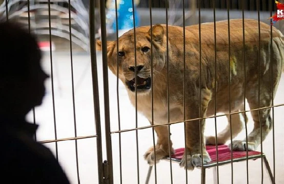 Qorxunc olay: Şir 3 yaşlı uşağa hücum etdi - VİDEO