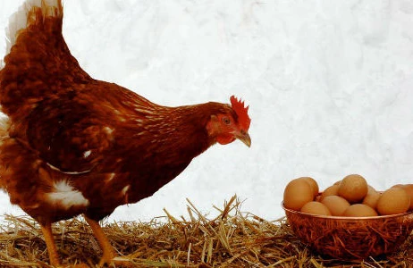 Azərbaycanda "kənd yumurta"sı 100 faiz bahalaşdı (AÇIQLAMA)