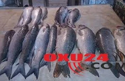 Xoşbəxt olmaq istəyirsinizsə, balıq yeyin