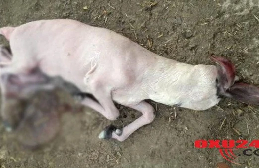 Görənlər şoka düşür: Başsız quzu doğuldu -FOTOLAR