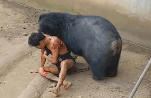 Dəhşətli video! Vəhşi heyvan qıza hücum etdi Və...