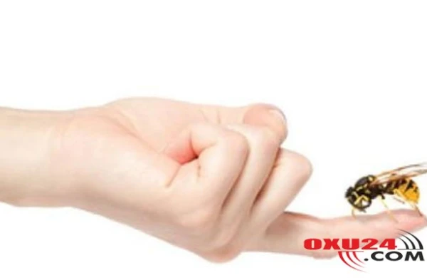 Sumqayıtda hamilə qadını arı sancdı - Şoka düşdü