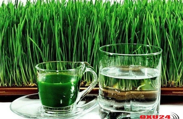 Evdə səməni cücərt və ye – Xəstəlik nədir bilməyəcəksən