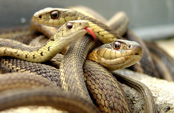 ŞOK VİDEO! Evdən zəhərli ilanlar çıxdı +VİDEO