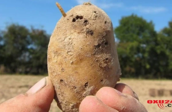 Kartofda zəhər tapıldı - DİQQƏTLİ OLUN!