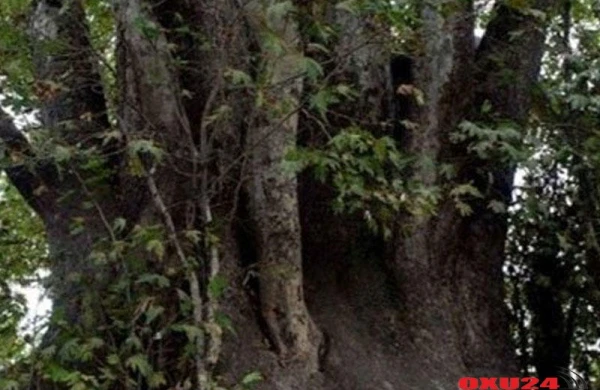 Azərbaycanda insanları sehirləyən ağac