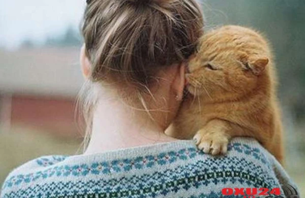 Pişikdən insana keçən bakteriya