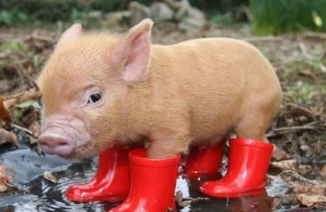 Год Свиньи:  Что принесет год Свиньи для знаков зодиака...