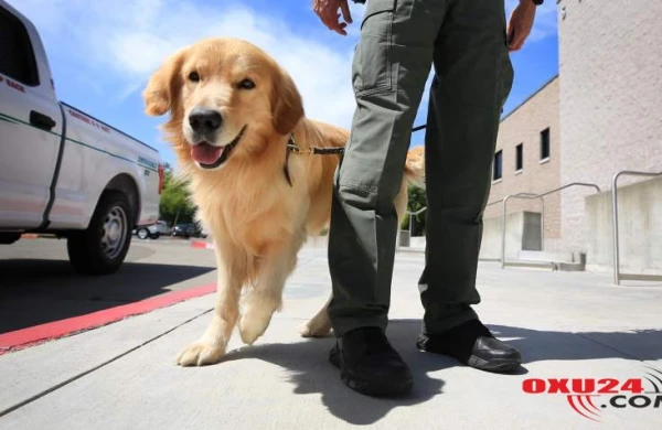 Alimlərin diaqnoz qoya bilmədiyi xəstəliyi itlər tapacaq - Tibb elmində yenilik