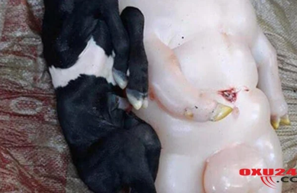 MÜƏMMALI VARLIQ: yarı insan, yarı donuza bənzər... - QORXUNC FOTOLAR