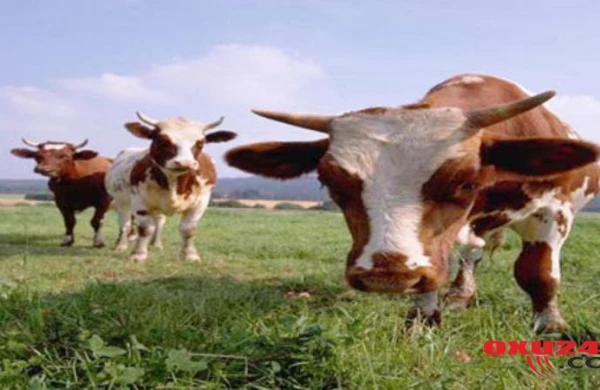 İnəklərə 200 dollar təqaüd veriləcək - QƏRİBƏ SƏBƏB