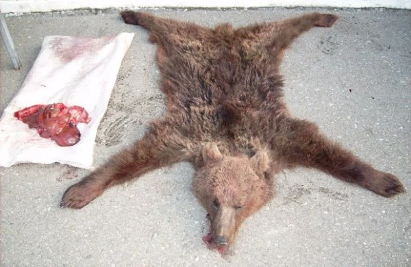 Ayını  parçalayan  şəxslər danışdı -VİDEO