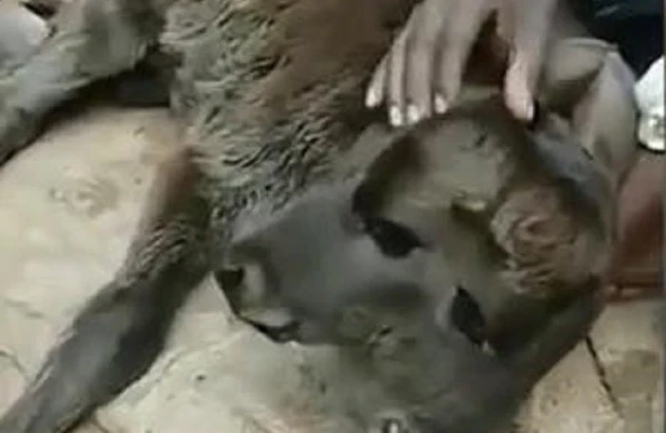 İkiüzlü buzov doğulub (VİDEO)