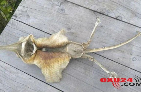 Yeni Zelandiyada elmə məlum olmayan dəniz canlısı tapıldı - FOTO