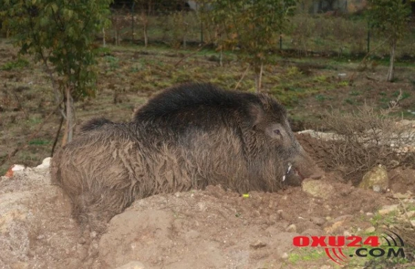 Bu video görənləri ŞOKA salır : Nəhəng canlı...+VİDEO