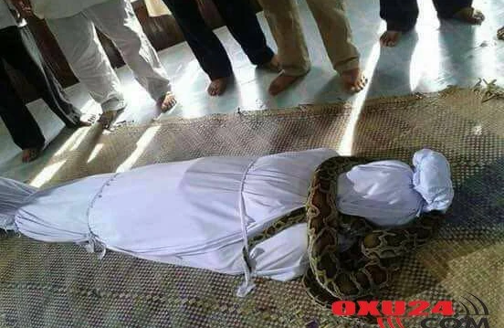 ŞOK görüntü: Nəhəng ilan ölünün boğazına dolandı - FOTOLAR 18+