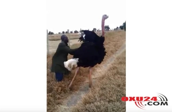 Bu adam dəvə ilə dəvəquşunu səhv salıb? - VİDEO