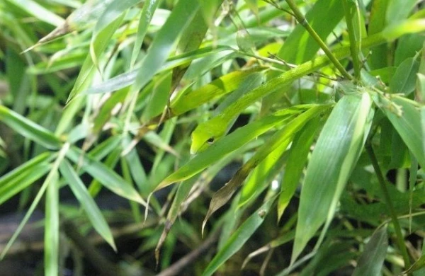 Fotoda ilanı görürsünüzmü? - Zehni inkişaf etdirən test