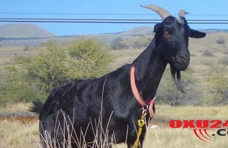 Keçi 20 min avrosunu yedi, sahibi dəli oldu +VİDEO