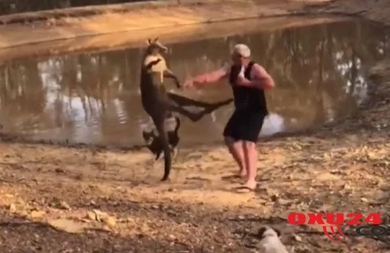 Kenquru ilə qadının  bu videosu trend oldu