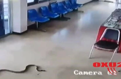 Polis bölməsində qorxunc olay: Şikayətə gələn gəncin bədəninə ilan dolandı +VİDEO