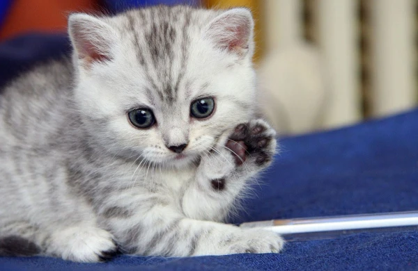 Peyğəmbərin (s) pişikləri həddən artıq sevməsi həqiqətə uyğundurmu?