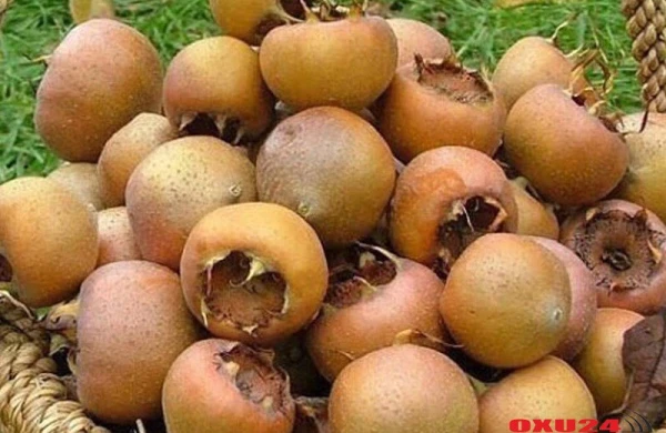 Bu yazını oxuyub əzgili daha çox xoşlayacaqsınız