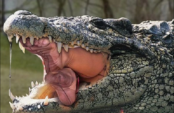 ŞOK! Timsah tutdular, qarnından balıqçı və gənc qız çıxdı (18+VİDEO)